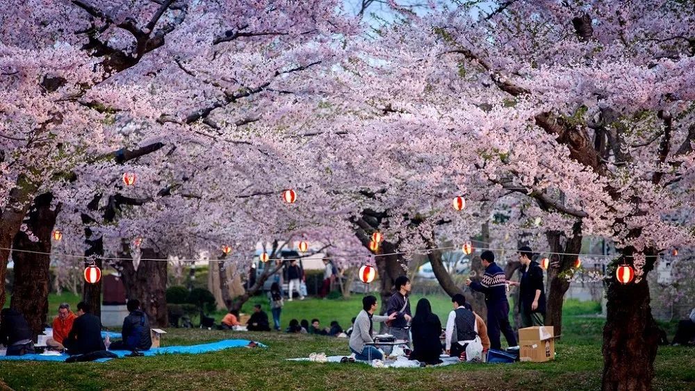 当樱花遇见野餐.