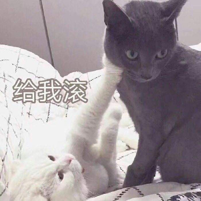 小黑猫的眼神很无辜.