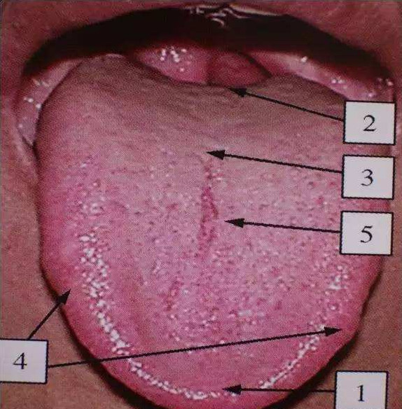 最全中医舌诊图谱你看过吗?舌头的健康意味着我们的