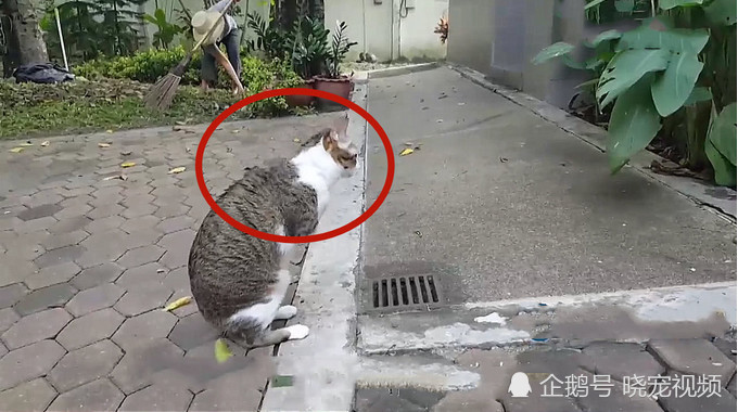 猫咪行走2条前腿,却坚持每天v猫咪失去,它的表大全微表情包头像图片信换图片