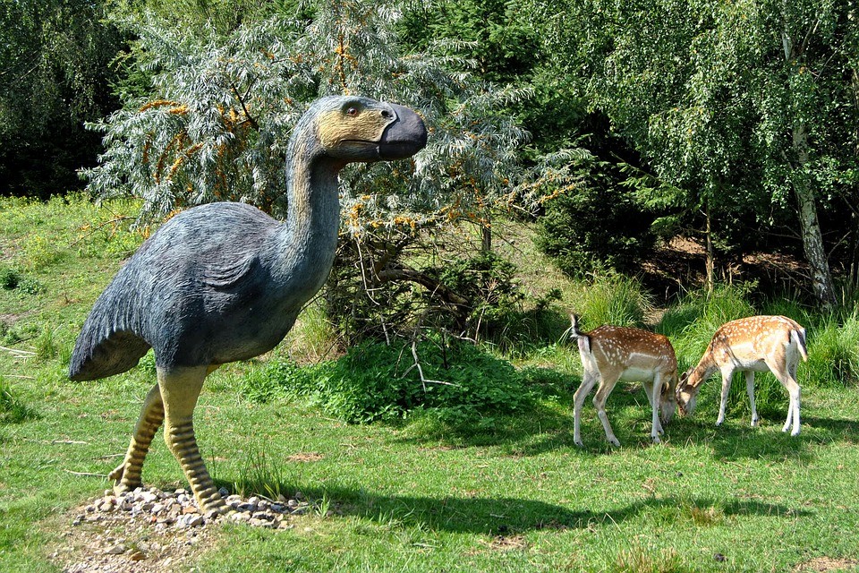史上出现过的最大4种鸟类,第2种食性成谜,第3