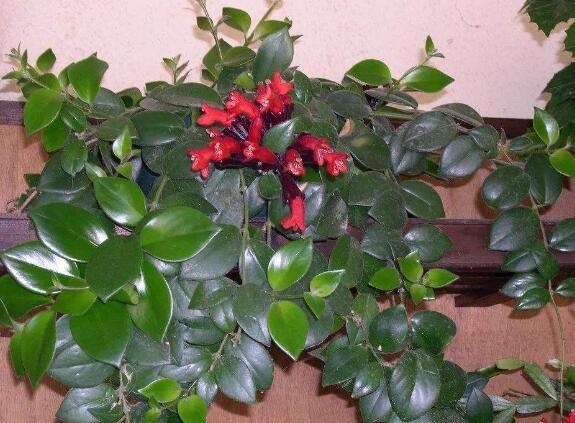 这4种花,比绿萝吊兰还好养漂亮,一盆能长一大