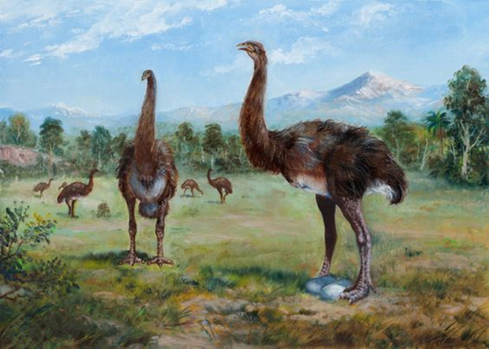 史上出现过的最大4种鸟类,第2种食性成谜,第3