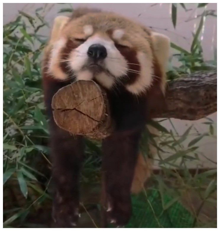 这只小熊猫昨晚通宵去了吧?白天上班就睡觉,好