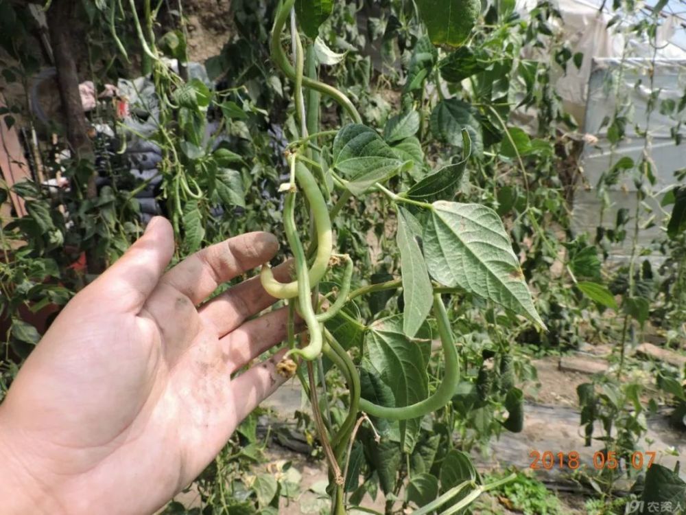 确定目前大棚芸豆死棵大多数是由于镰刀菌引起的根腐病(红根病)导致的