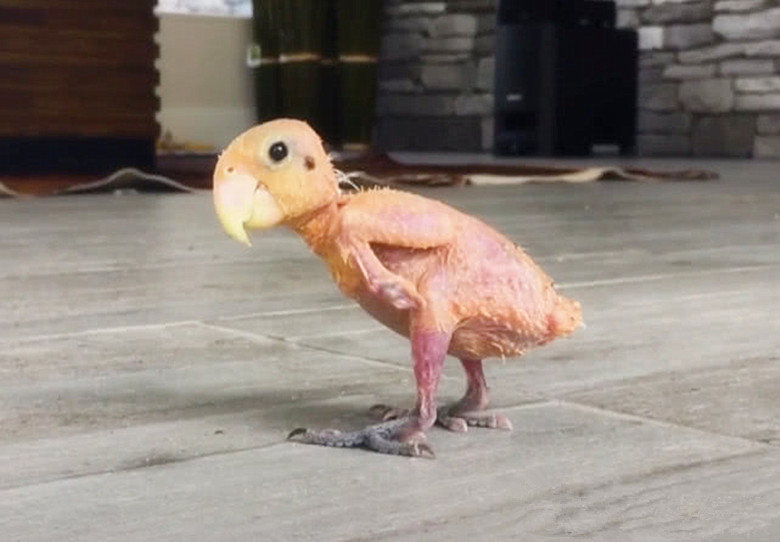 鹦鹉狠心将自己的毛啄光,以为是自虐症,不料专