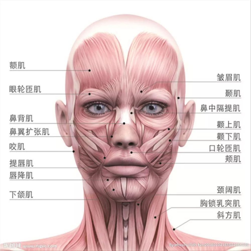 线条都比我们的 硬朗许多,她们的下巴看起来更 坚实骨感,腮帮子也同样
