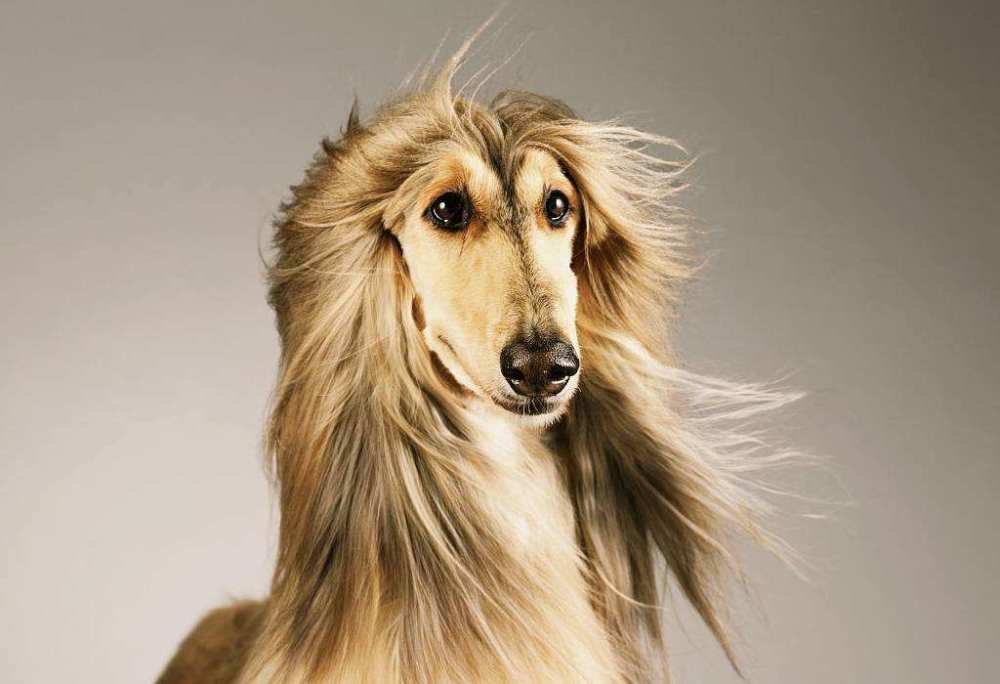 最漂亮的狗 腾讯网