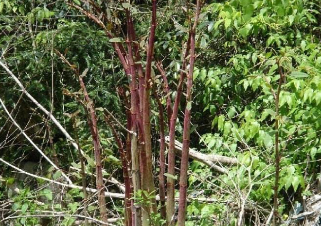 长在水沟旁的野草,人们称为"花斑竹"能当野菜吃还能清热解毒