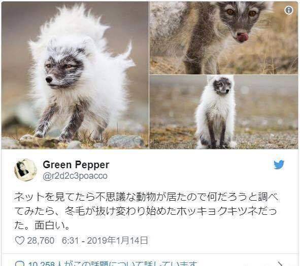 这不可思议的动物,查了之后才发现原来是正在掉冬毛开始换毛的北极狐