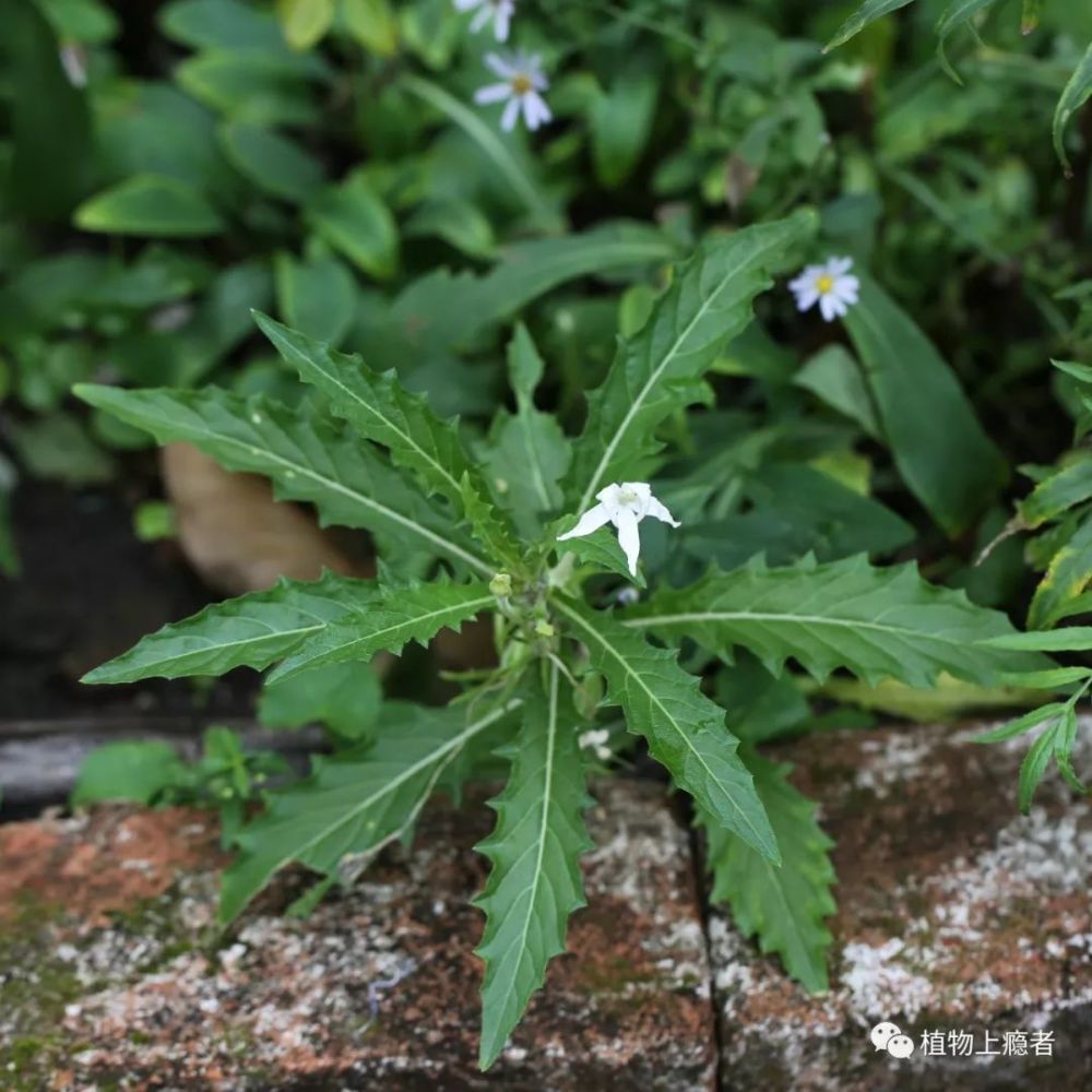 拟美花,马醉草,缅甸乌木缅甸柿