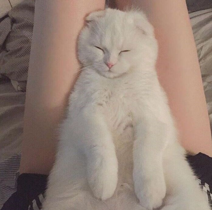 乖巧·小奶猫·头像:像猫咪那样睡,忘却辗转尘世的累