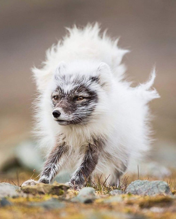北极狐换毛期,被摄影师给记录了下来,北极狐:能把照片