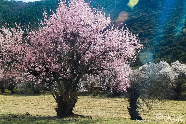 据说为千年老桃树,仍然在开花.