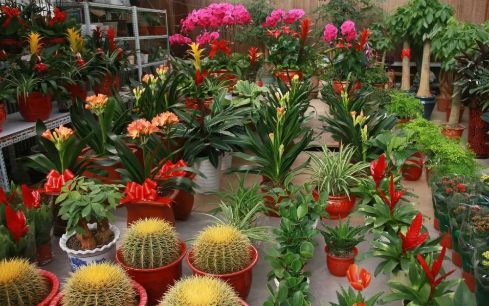 洛阳新村花卉市场 这里是洛阳最早的专业花卉市场, 市场花卉品种繁多