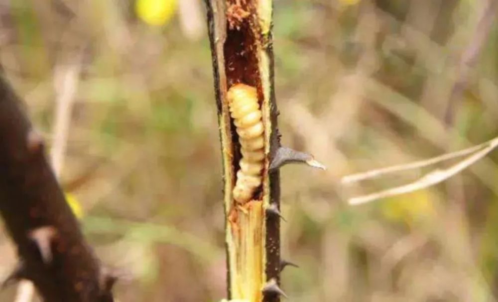 浙江有人偷虫子被刑拘 什么虫子那么值钱
