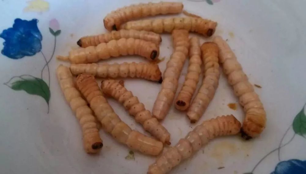 浙江有人偷虫子被刑拘 什么虫子那么值钱