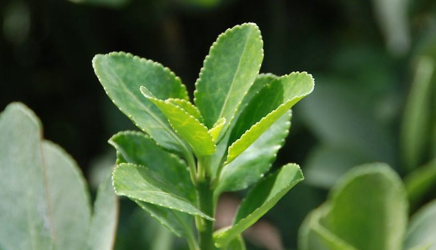 这种植物结出来的果实很像小珍珠,颜色鲜艳好看,你有见过没