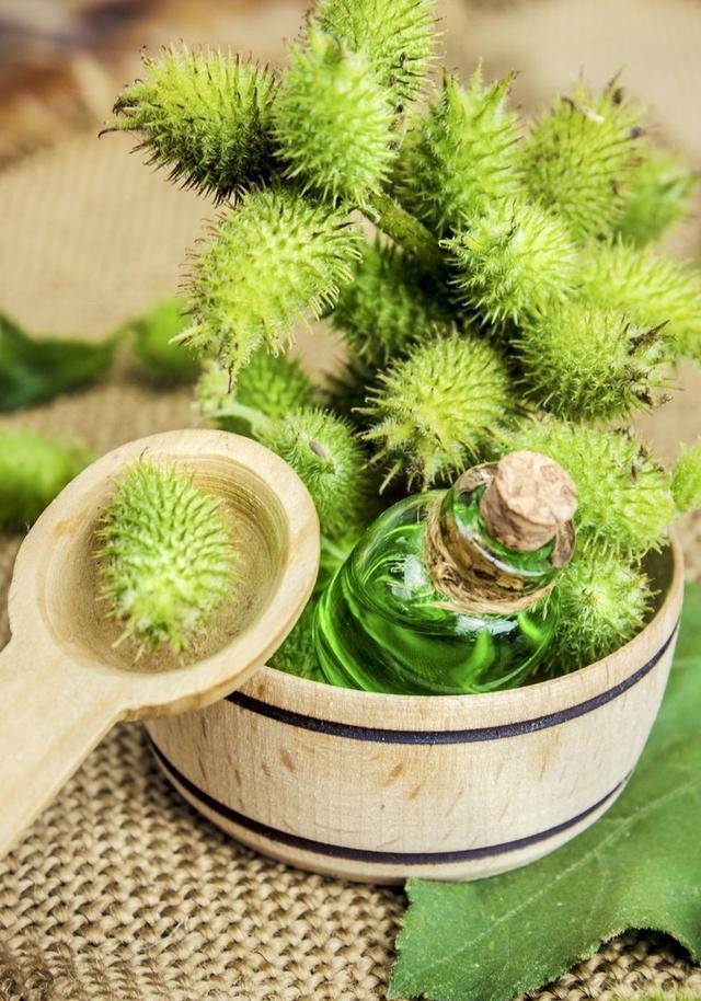 人人有一种植物的农村因为扎人,常见都长大,用桂花树多少年讨厌图片