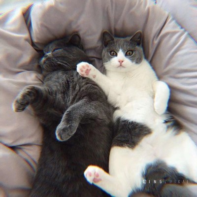 叮!您的猫咪情侣头像已入库,请注意查收