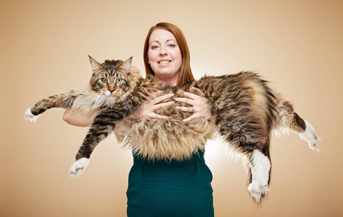 英国缅因猫长119厘米 被载入吉尼斯世界纪录
