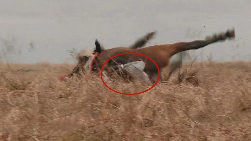 《我家那闺女》何雯娜退出,傅园慧坠马,70岁王