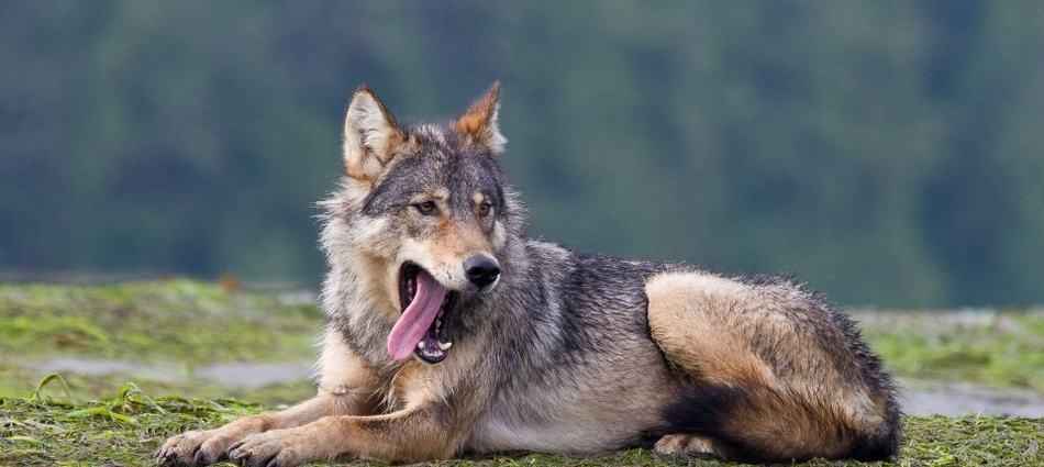 不列颠哥伦比亚狼,世界上体型最大的狼 威风凛凛,很有气势. 6,处女座
