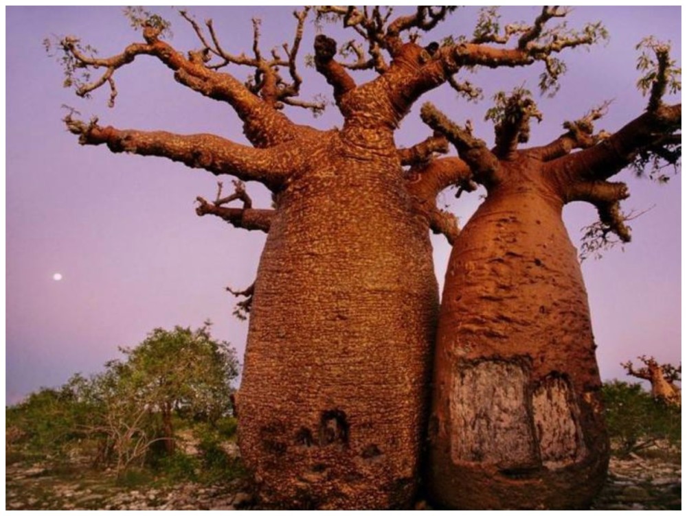 非洲人最爱的猴面包树，吃它的果喝它的水，枝干掏空了开酒吧