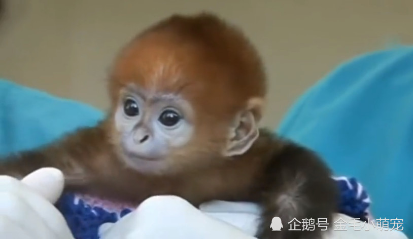 动物园出生颜值最高小猴子,一看猴子的脸惊讶