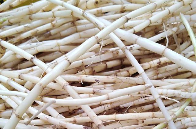 《说文解字》第83课:看芒字的解释,你会更佩