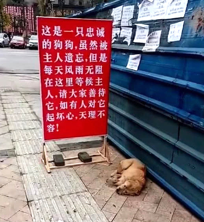 狗狗被丢弃在公园,却风雨无阻等待主人,众人感动为它