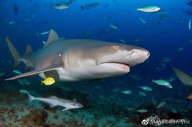 柠檬鲨negaprion acutidens,nt,和佩氏真鲨一样,过度捕捞和栖息地