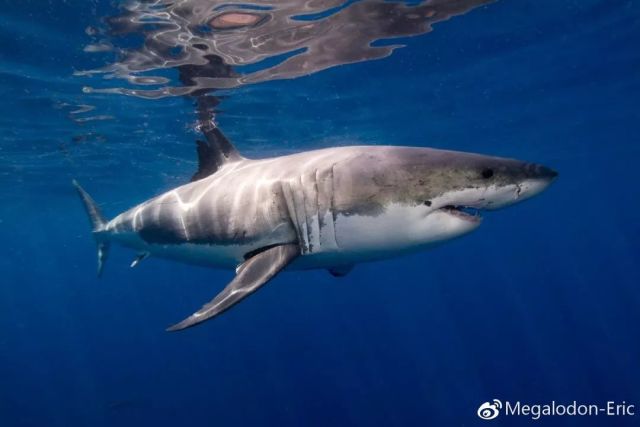 黑边鳍真鲨carcharhinus limbatus,nt,在部分地区该物种的种群因