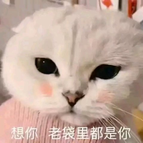 甜甜表情包:脑公想你,老袋里都是你!
