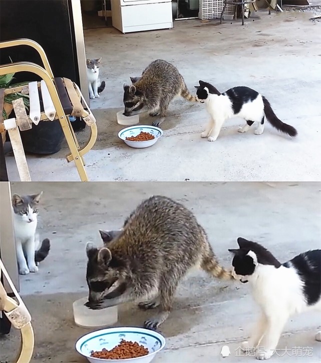 小浣熊偷吃猫粮被发现,逃跑时做出这种举动,网友:厚脸