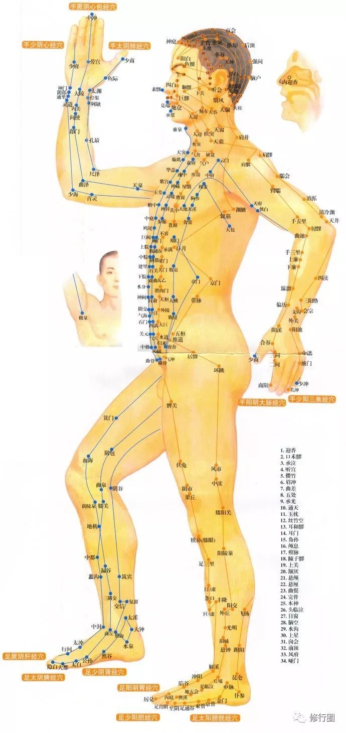 十二经络走向包括: 1,手三阴经:从胸沿臂内侧走向手.