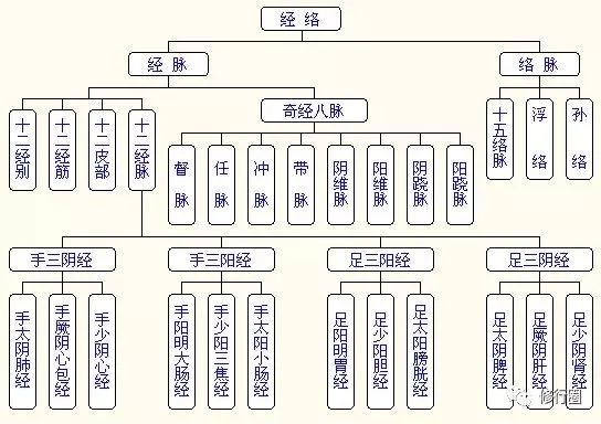 3,足三阴经:从足沿腿内侧走向腹. 4,足三阳经:从腹沿腿外侧走向足.