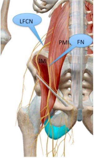 自腰大肌外缘伸出后,在腹股沟韧带下方的 3 cm 处进入皮下组织,分布于