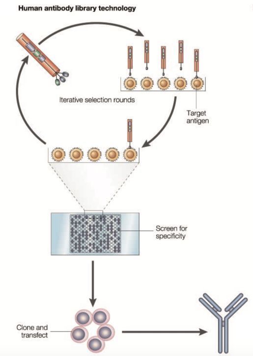Humira诞生记:诺奖技术带来的重磅疗法