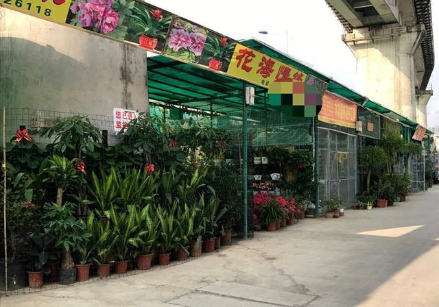 南宁园湖路新花鸟市场已"复活"了,会成下个南宁人休闲