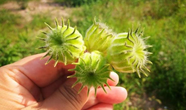 农村路边不起眼的植物是一味中药材,且还有辅助治疗耳鸣的功效