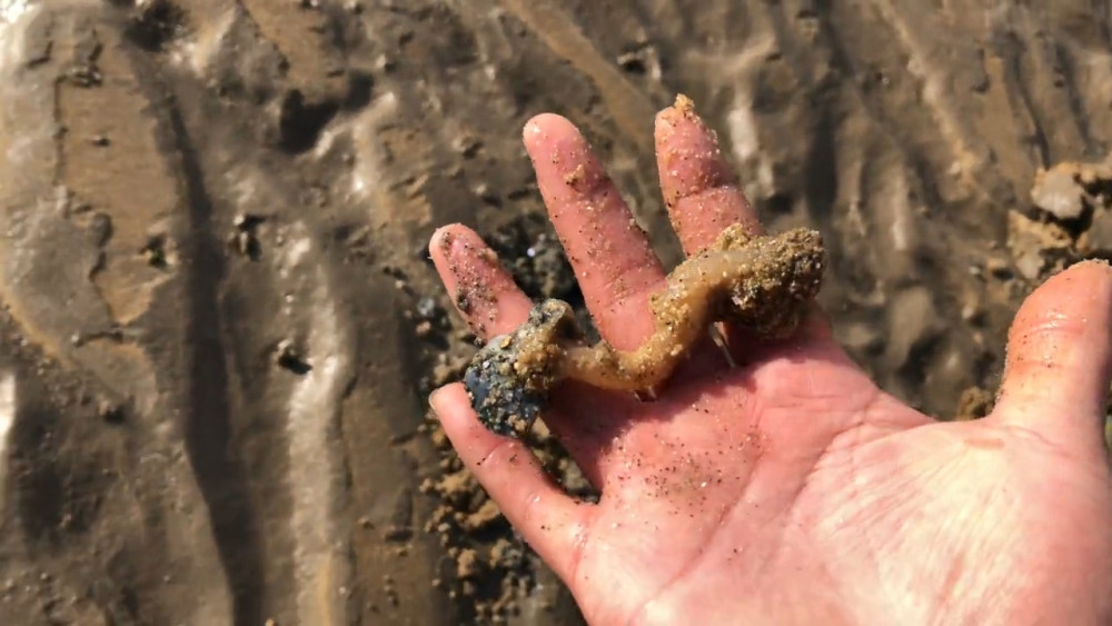 赶海攻略篇:黄海威海乳山和尚洞码头赶海分享,冬季海货种类很多