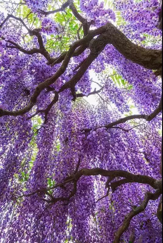 紫色的花树太美了