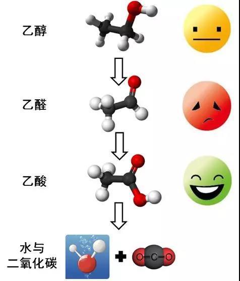 乙醇在人体内代谢中,中间产物乙醛具有毒性危害大