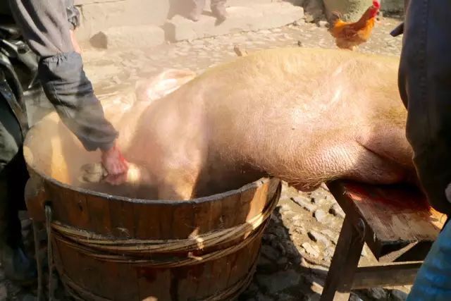 大家七手八脚的把猪扛上台上 03 将死猪放入盛有开水的大木桶中进行