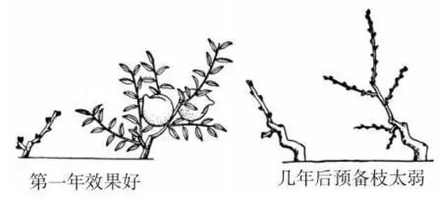 盛果期桃树冬季修剪3调整