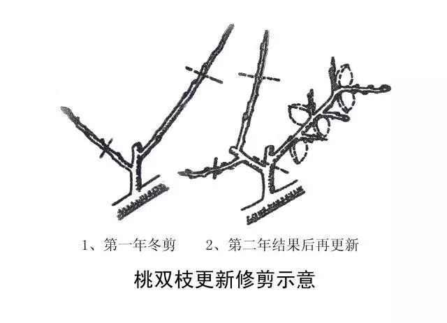 盛果期桃树冬季修剪3调整