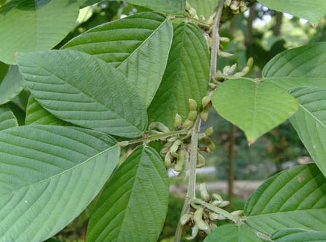 千斤拔为多年生药用植物,主要以根部入药,主根发达,入土深,侧根少