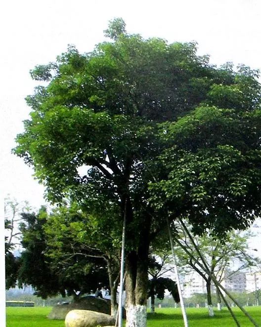 中国南北方适合种植的44种行道树!请查收