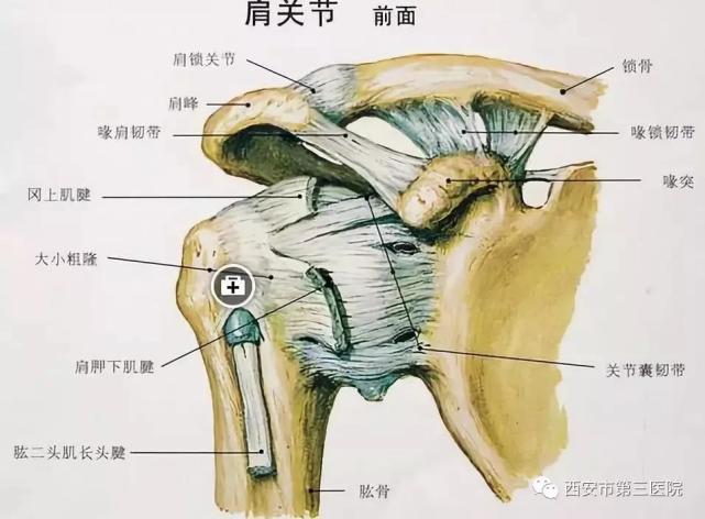 不可不知的肩周疼痛